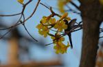 Bird hovering near a flower