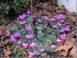 Cyclamen in Cowichan Bay, BC