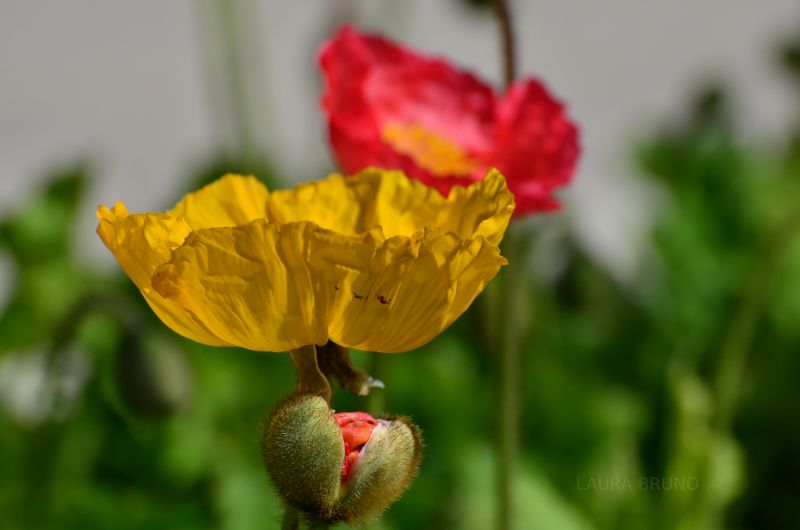 Yellow and red flowers in Brazil.