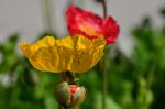 Yellow and red flowers in Brazil.