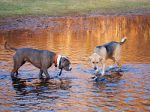 Duck surrounded by Dogs.  In a pond.