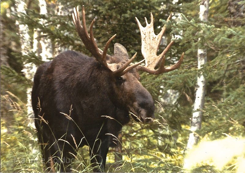 Moose in Isle Royale National Park