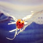 Ladybug