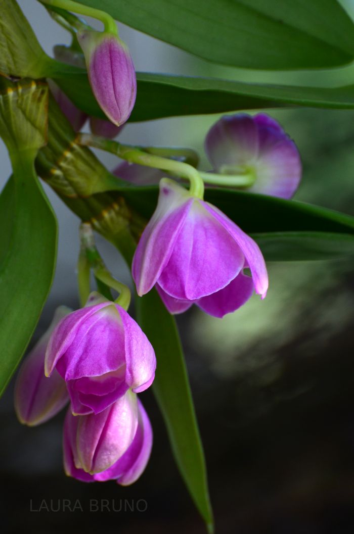 Beautiful purple flowers.