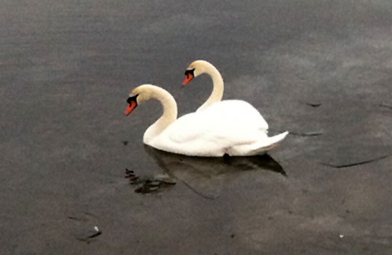 Swans