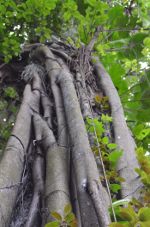 Intertwined trees in the Brazilian jungle.