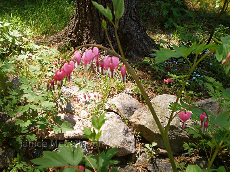 Flower in Canada