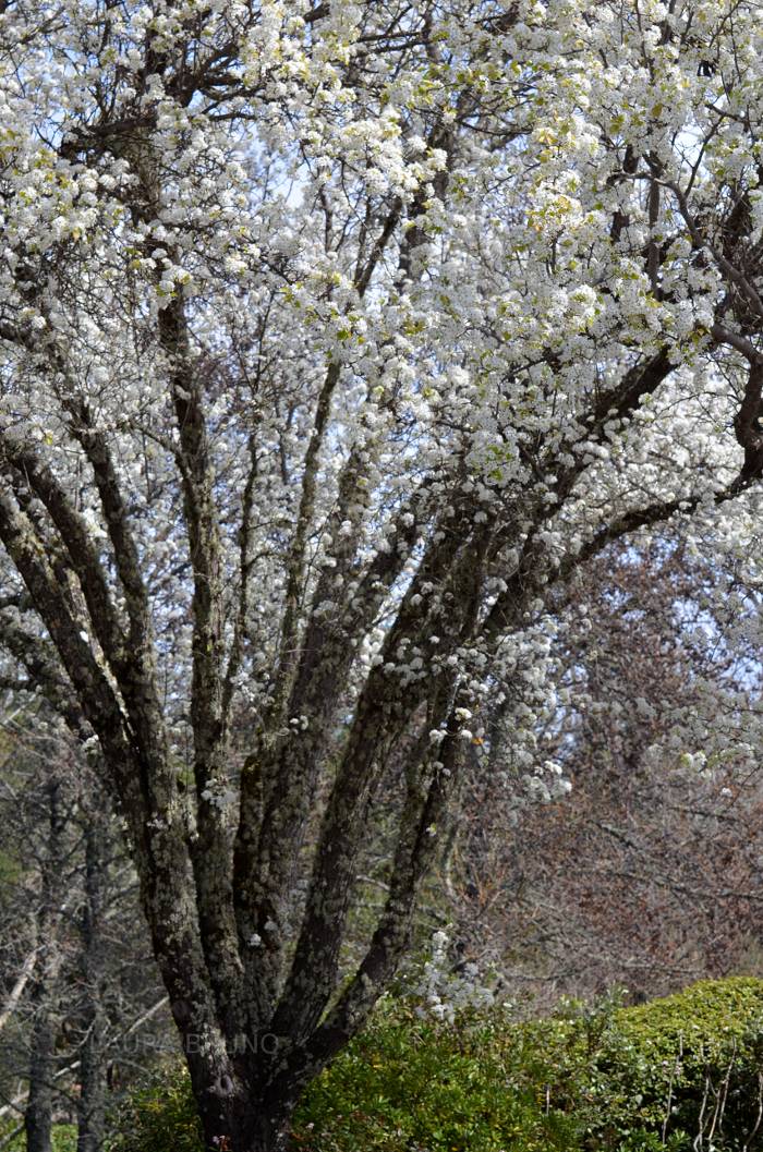 Gorgeous blossoms on a tree in Brazil