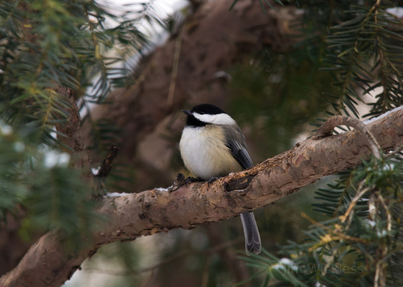 Chickadee in Nebraska