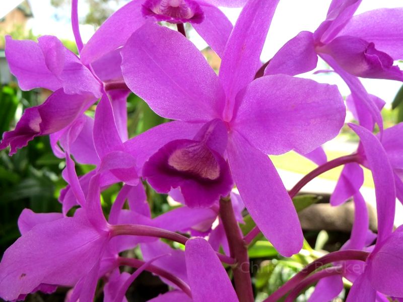 Late summer flowers in Australia