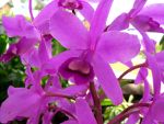 Late summer flowers in Australia