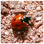 Lady bug in Oklahoma