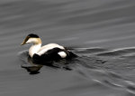 Gorgeous shot of waterfowl swimming