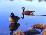 Geese in Maryland