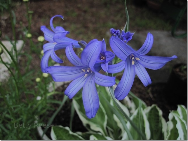 Iris in Cowichan Bay, British Columbia, Canada