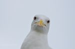 Seagull Closeup