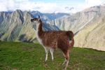 Llama in Peru