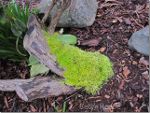 Moss growing on a stump
