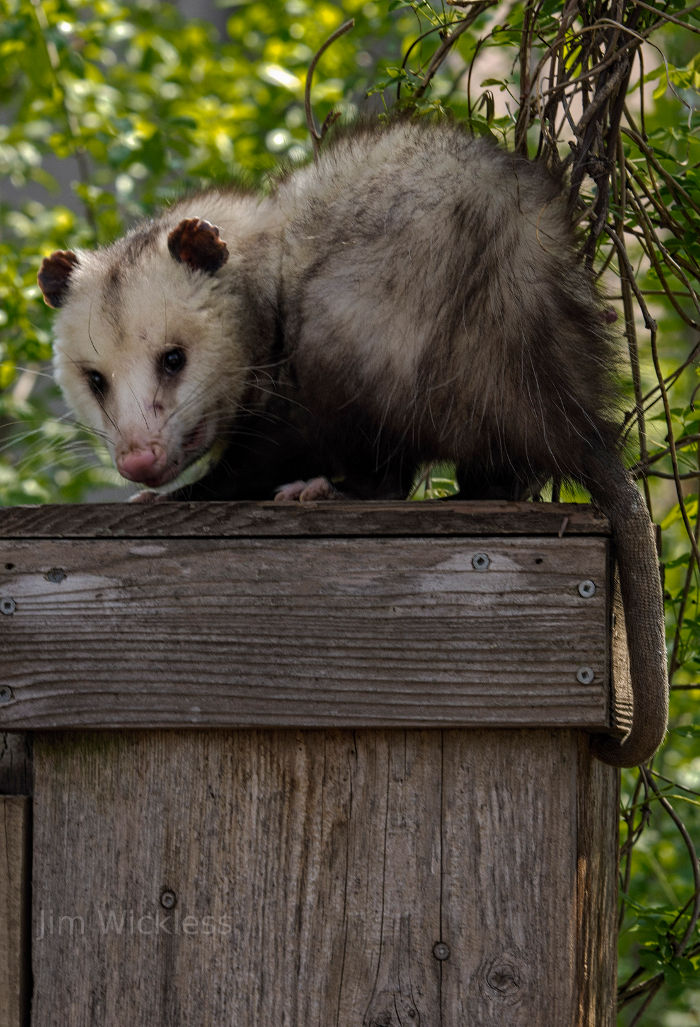Opossum in Lincoln, Nebraska