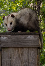 Opossum in Lincoln, Nebraska