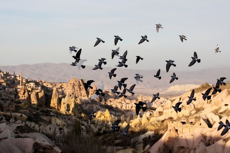 Pigeons in Turkey