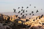 Pigeons in Turkey