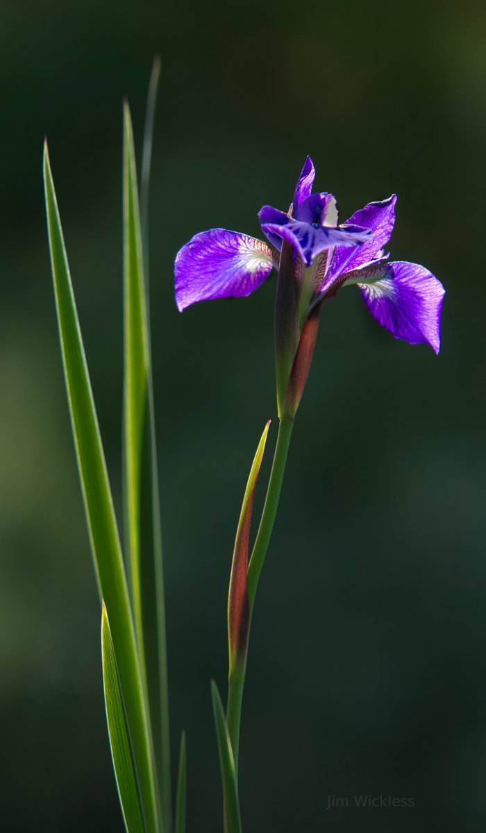 Siberian Iris in Nebraska