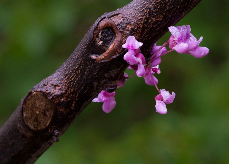 Gorgeous spring bud in Lincoln, Nebraska