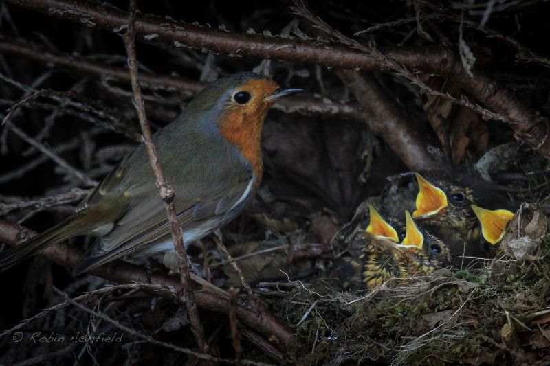A populated robins nest in England
