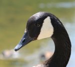 Canadian Goose stare-down