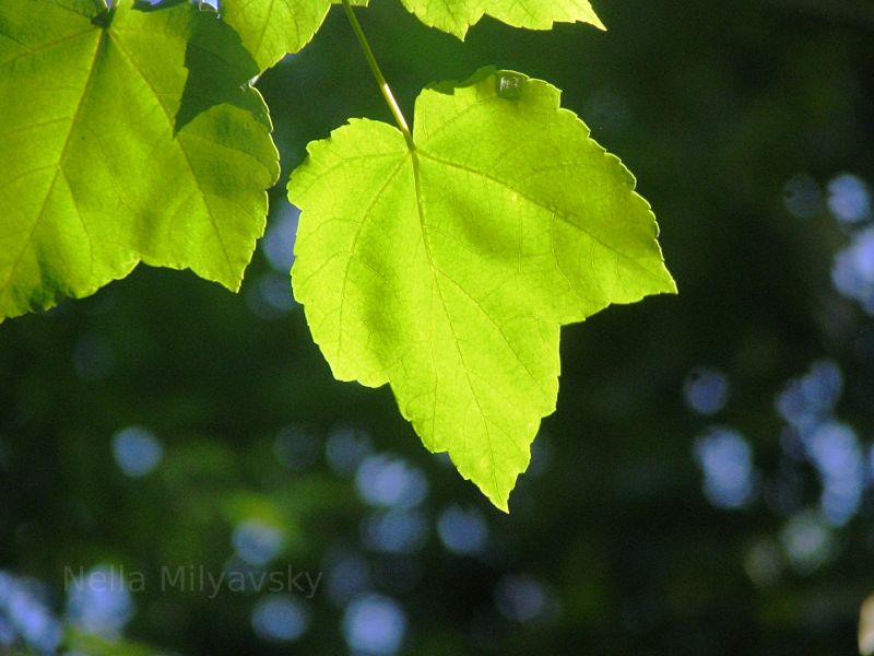 Leaf in Maryland