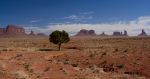 Solitary tree in Monument Valley, Utah