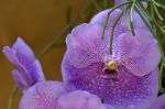 Beautiful Brazilian flowers.