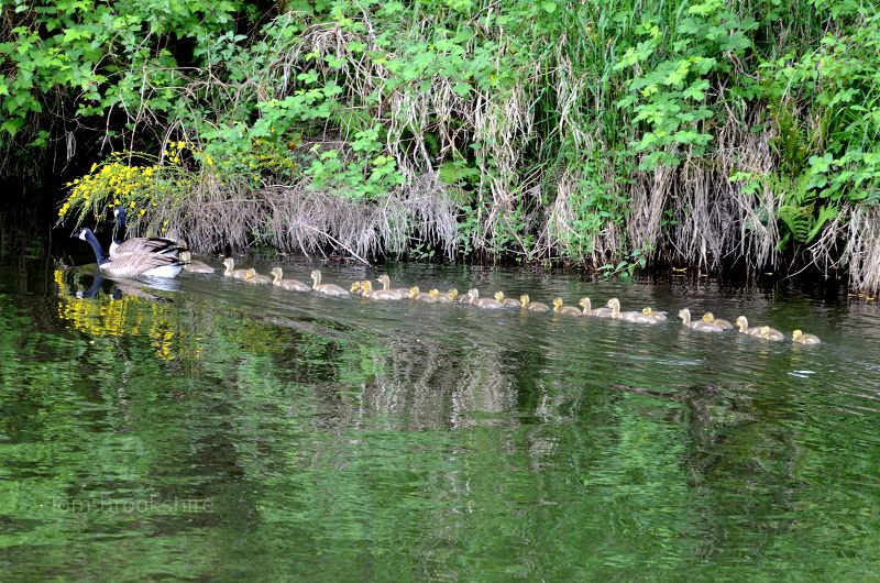 A large set of goslings and their parents in Bothell, WA