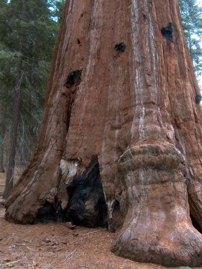 Redwood
