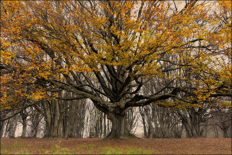 Majestic tree in Italy