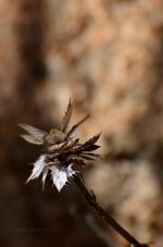 Remnants of a flower in Brazil