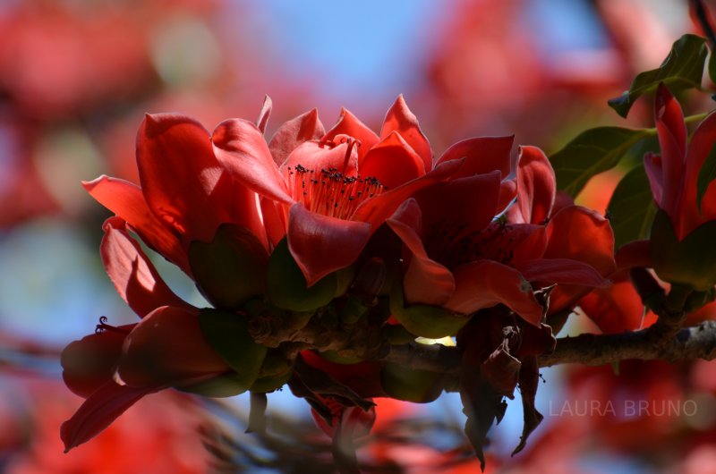 Beautiful Brazilian Flower