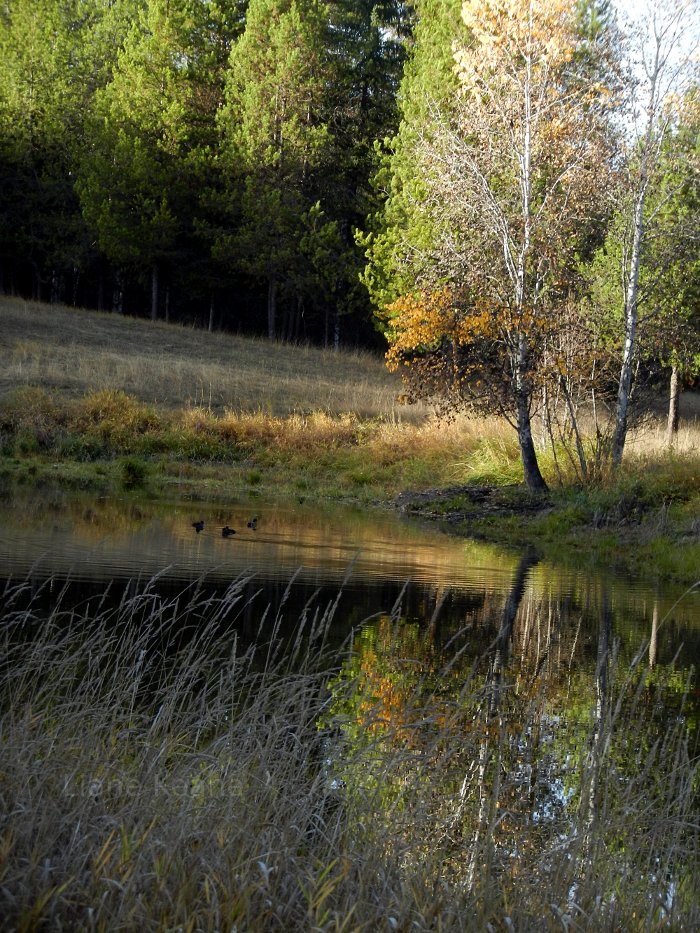 Ducks in Montana