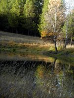 Ducks in Montana