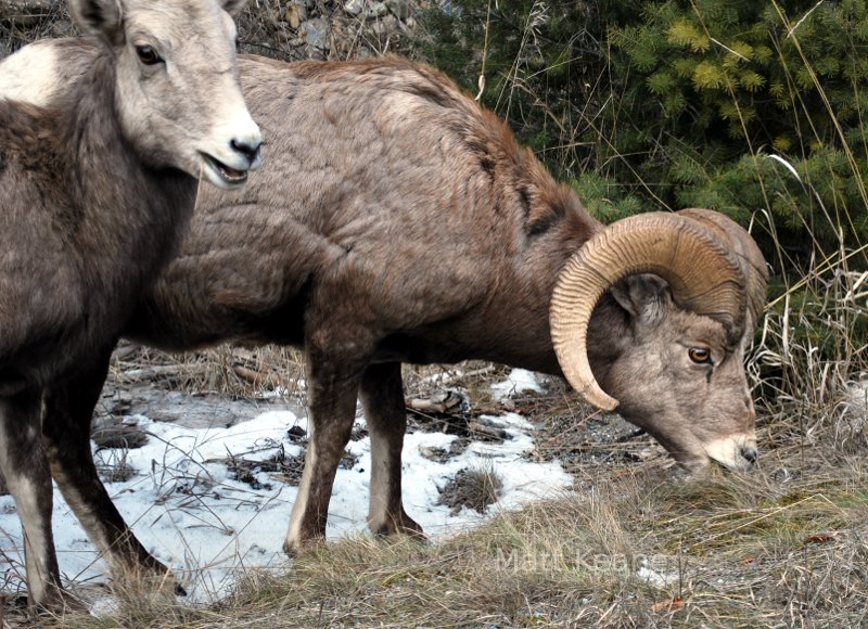 Big Horn Sheep in Montana