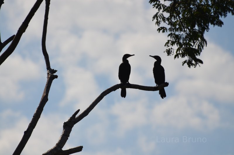 Brazilian birds Silhouetted on a branch