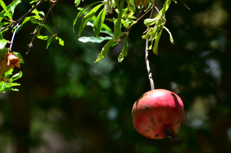 Seeds in Brazil