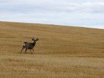 Buck in Idaho