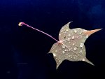 Leaf in a mountain stream