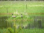 Canadian Geese in Montana