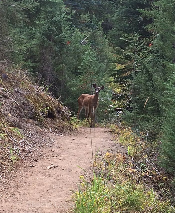 Doe in Oregon