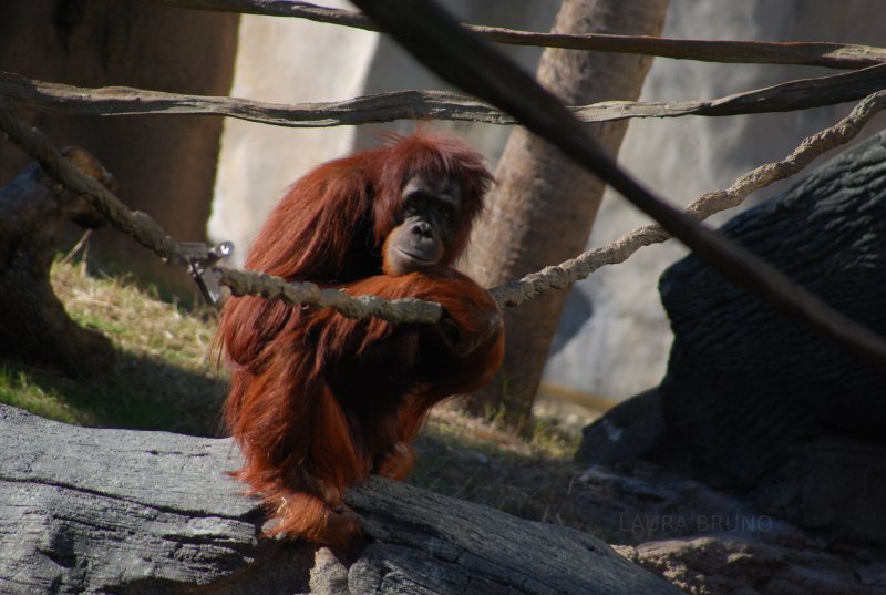 Orangutan