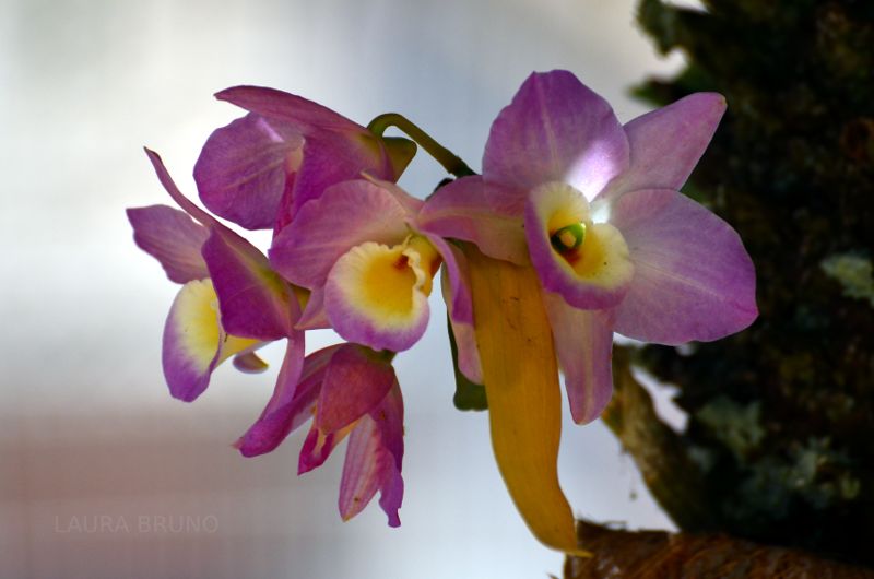 Beautiful Brazilian Flowers