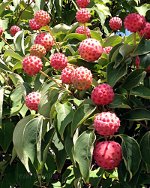 Kousa Dogwood in North Carolina